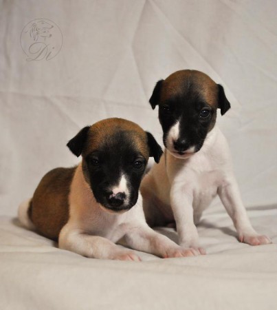 Slečna Sněhurka a Pan Plotnička